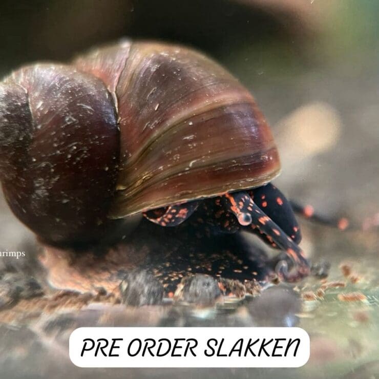Pre order slakken